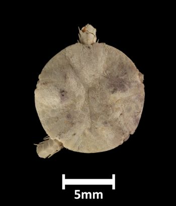 Media type: image;   Invertebrate Zoology OPH-769 Description: Top of brittle star with a view of the disc.;  Aspect: dorsal